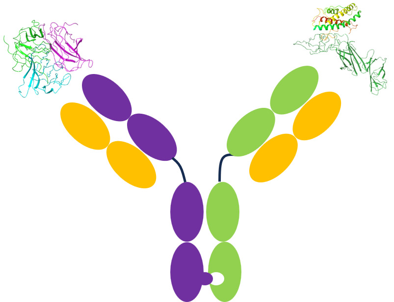Schematic of a common light chain bispecific antibody: two different heavy chains, each paired with the same shared light chain, shown with the modeled antigen complexes each arm binds.