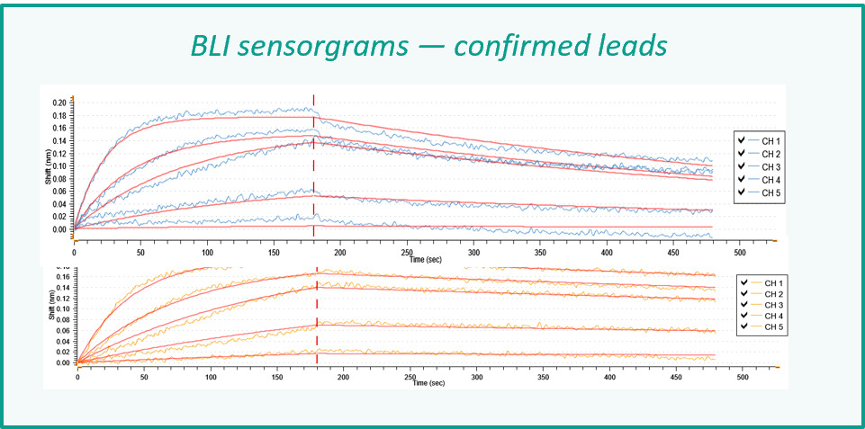 Bio-layer interferometry sensorgrams across five channels, association and dissociation phases fitted to a binding model.