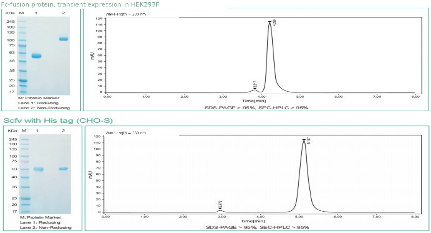 SDS-PAGE and SEC-HPLC data for two proteins: an Fc fusion expressed in HEK293F and an scFv expressed in CHO-S.