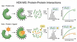 Schematic of hydrogen-deuterium exchange mass spectrometry applied to protein-protein interactions.