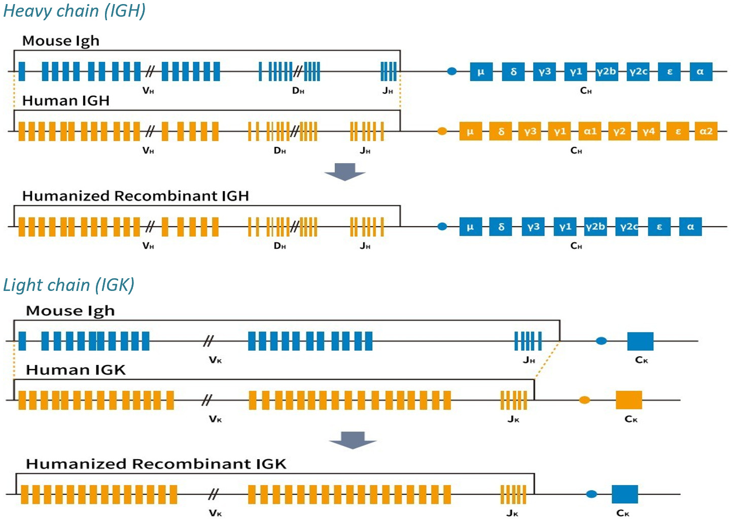 Diagrams of the mouse and human immunoglobulin heavy and light chain loci alongside the humanized recombinant loci that combine them.